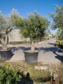 Olea Europea