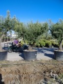 Olea Europea2