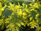 Acacia Dealbata   Flower