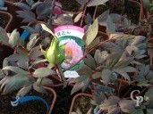Peonia