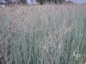 Panicum Virgatum 'Heavy Metal'   10l