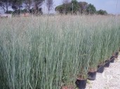 Panicum Virgatum 'Heavy Metal'   10l