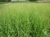 Panicum Virgatum 'Squaw'   10l