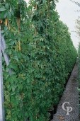 Parthenocissus Quinq 775