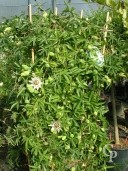 Passiflora 'Constance' Elliot'  Espalier  1,25