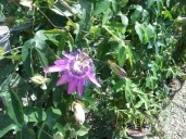 Passiflora