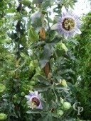 Passiflora Caerulea   2,00  10l