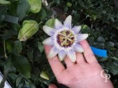 Passiflora Caerulea