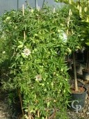 Passiflora Espalier 35l