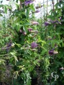 Passiflora Violacea 2,00  10l