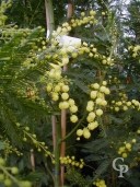 Acacia Dealbata 'Les Gaulois' 2,00 10L