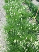 Pennisetum Alop 'Hamelyn'   5l