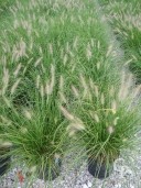 Pennisetum Alopecuroides  10l