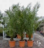 Phoenix Canariensis   1,50-1,75