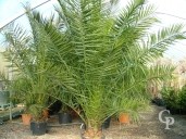 Phoenix Canariensis   90l Extra