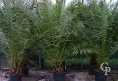 Phoenix Canariensis  2,50+ 90l