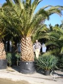 Phoenix Canariensis  200 Stem Extra