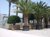 Phoenix Canariensis