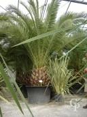 Phoenix Canariensis