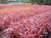 Phormium   3l