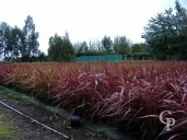 Phormium  3l