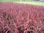 Phormium 'Evening Glow'    3l