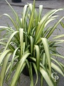 Phormium 'Yellow Wave'   10l