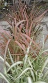 Phormium