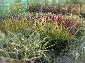 Phormium 3l