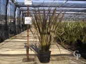 Phormium Atrop C15 100-125cm