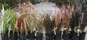 Phormium Selection  3l