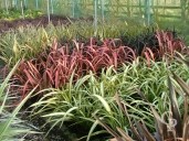 Phormium Selection 3l