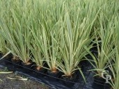 Phormium Tenax  'Variegata'   3l