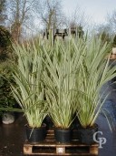 Phormium Tenax 'Variegata'   20l