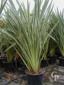 Phormium Tenax 'Variegata' 18l