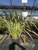 Phormium Varieg C10 60-80cm