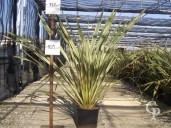 Phormium Varieg C15 100-125cm