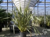 Phormium Varieg C30 125-150cm