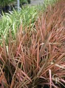 Phormium