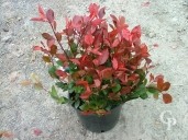 Photinia 'Little Red Robin'  7l