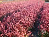 Photinia 'Nana'  7l