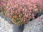 Photinia Red Robin