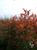 Photinia Red