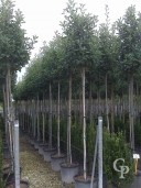 Photinia Std 2,00 Stem 35l