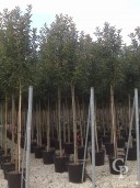 Photinia Std 50l 2,00 Stem