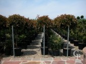 Photinia Std 50l