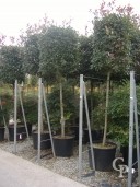 Photinia Std