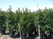 Photinia X Fras  'Red Robin'  2,00 50l