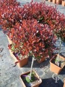 Photinia X Fras 'Little Red Robin'  Mini-Std