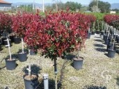 Photinia X Fras 'Nana'  Half Std  15l